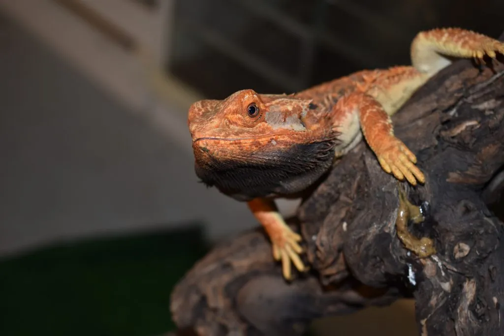 what causes mouth rot in bearded dragons?