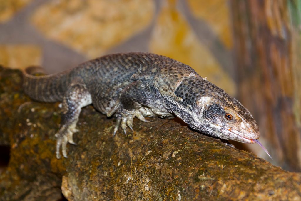 savannah monitor stress signs