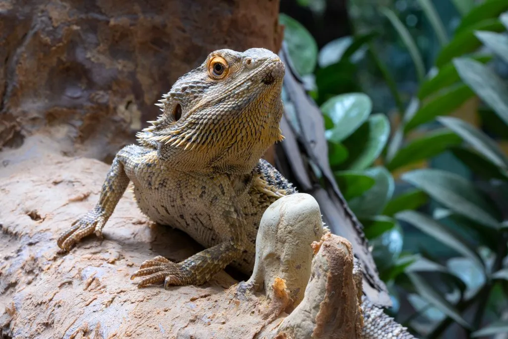 bearded dragon mouth rot symptoms