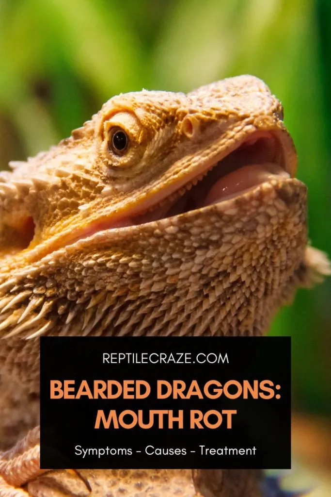 bearded dragon mouth rot