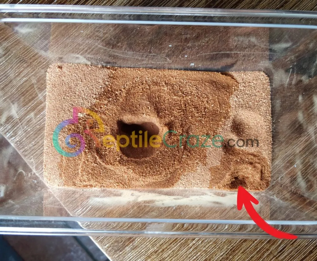 Exo Terra Desert Sand Review: A Good Substrate? - Reptile Craze