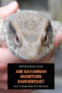 Are Savannah Monitors Dangerous? - Reptile Craze