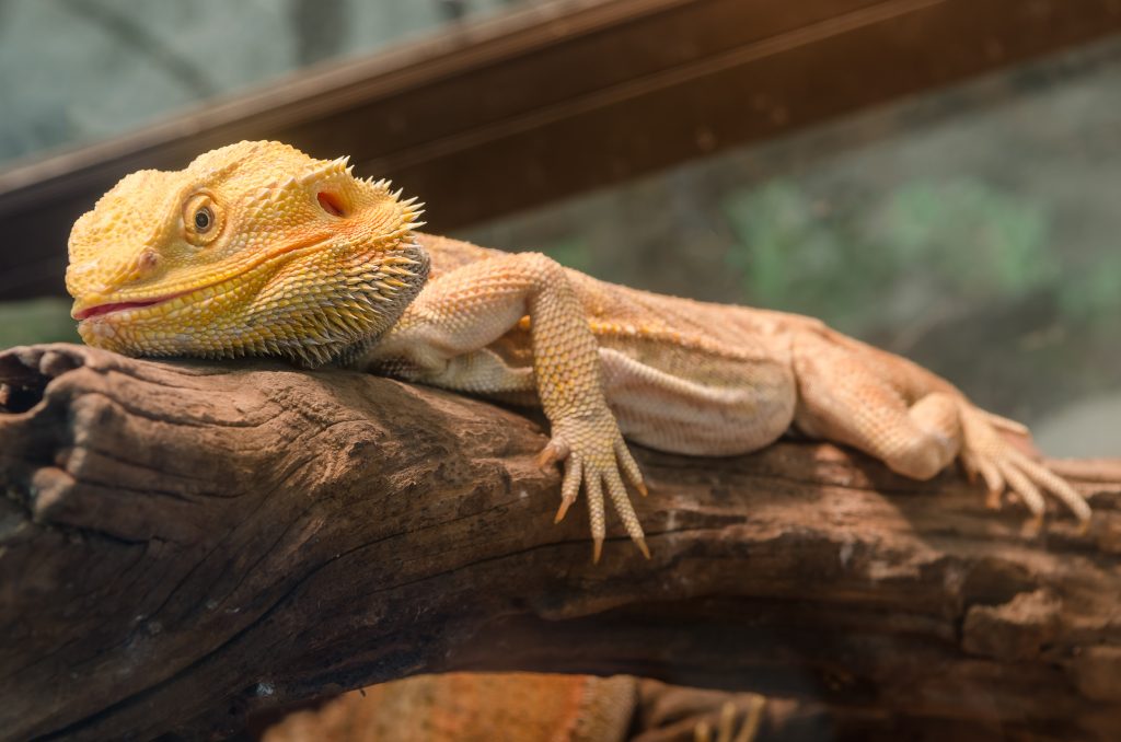 The 5 Best UVB Lights For Bearded Dragons Reptile Craze