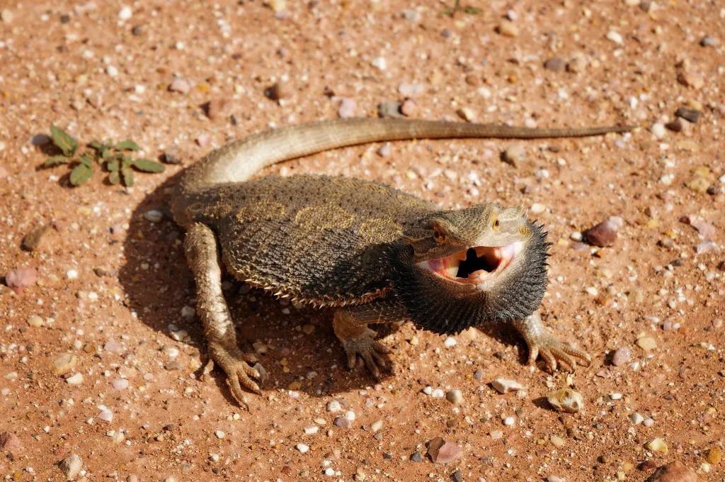 What should you not do to your bearded dragon?