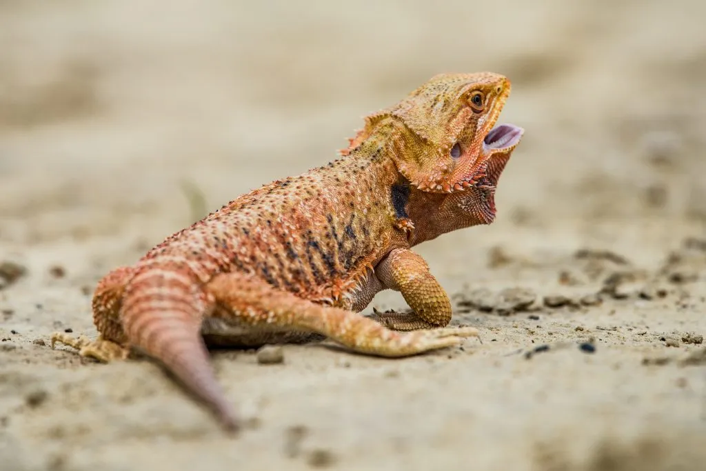 bearded dragon puffing beard after eating