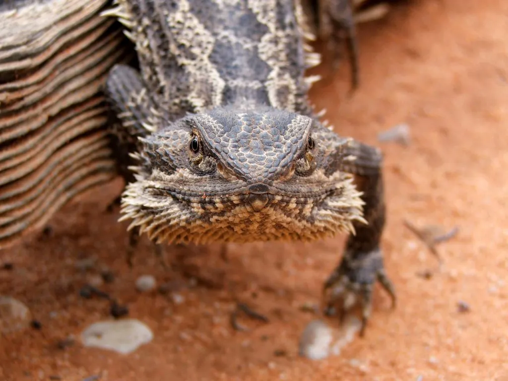 why is my bearded dragon wagging his tail?