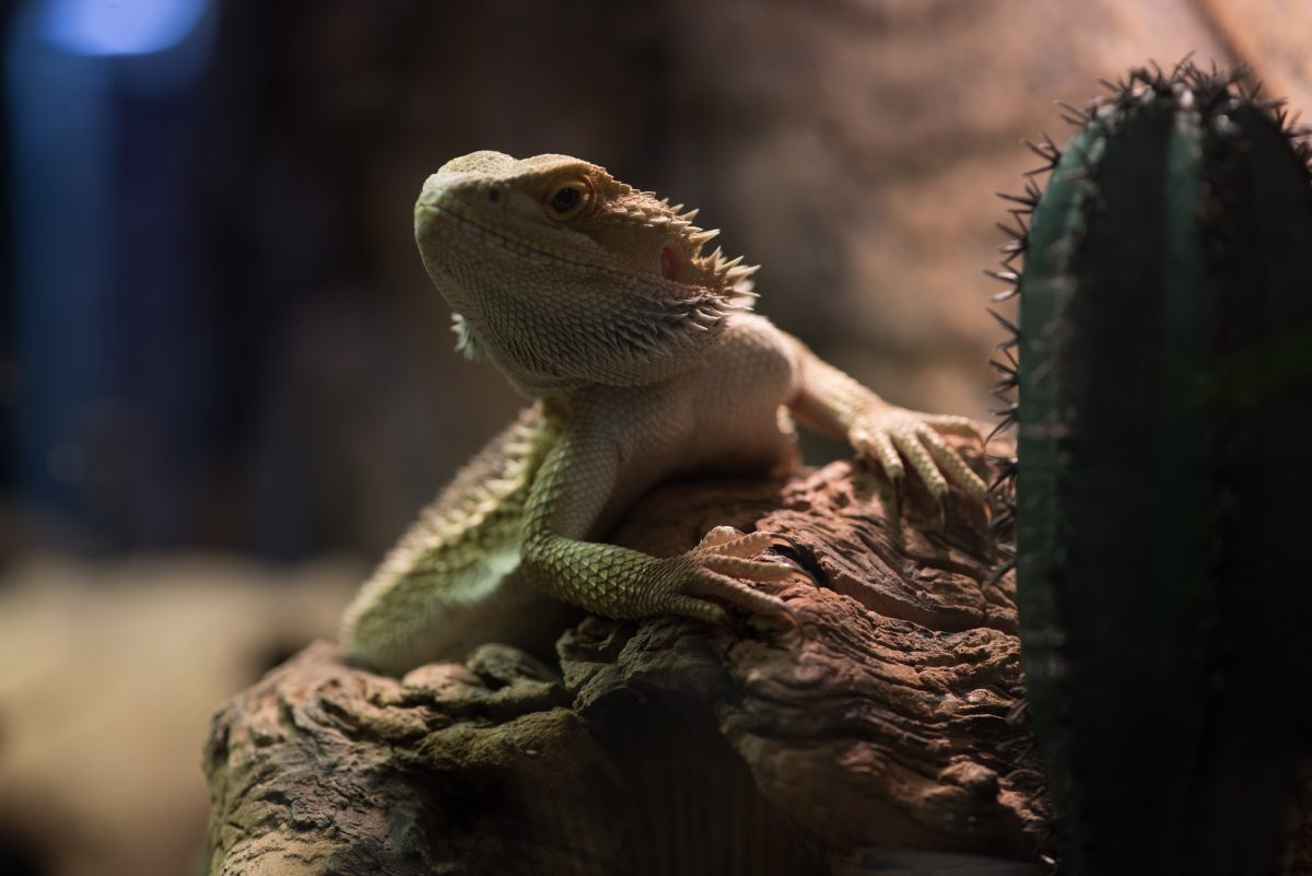 The 4 Best Heat Lamps For Bearded Dragons Reptile Craze