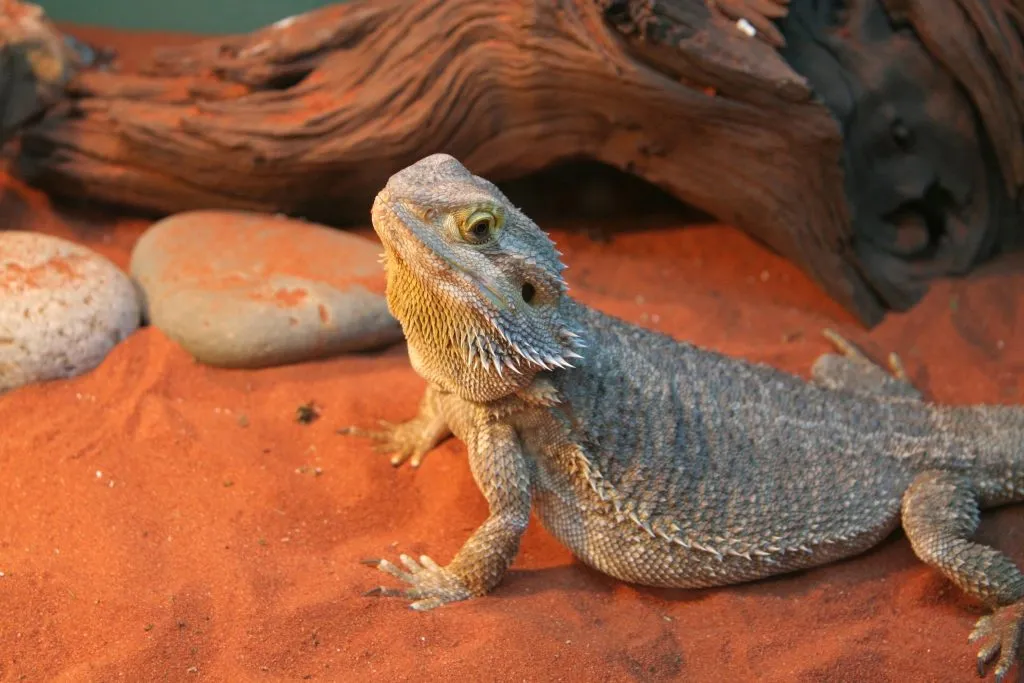 What type of sand is safe for bearded dragons?