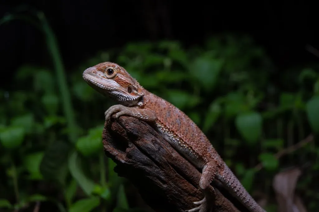 bearded dragon night temperature