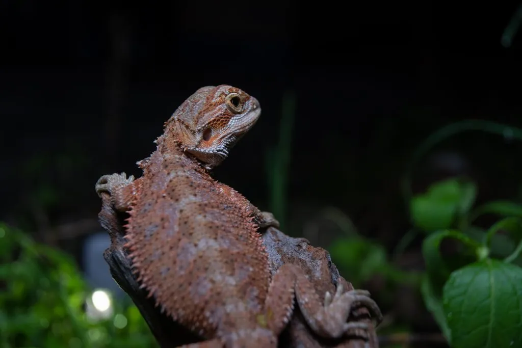 How do you keep bearded dragons warm at night?