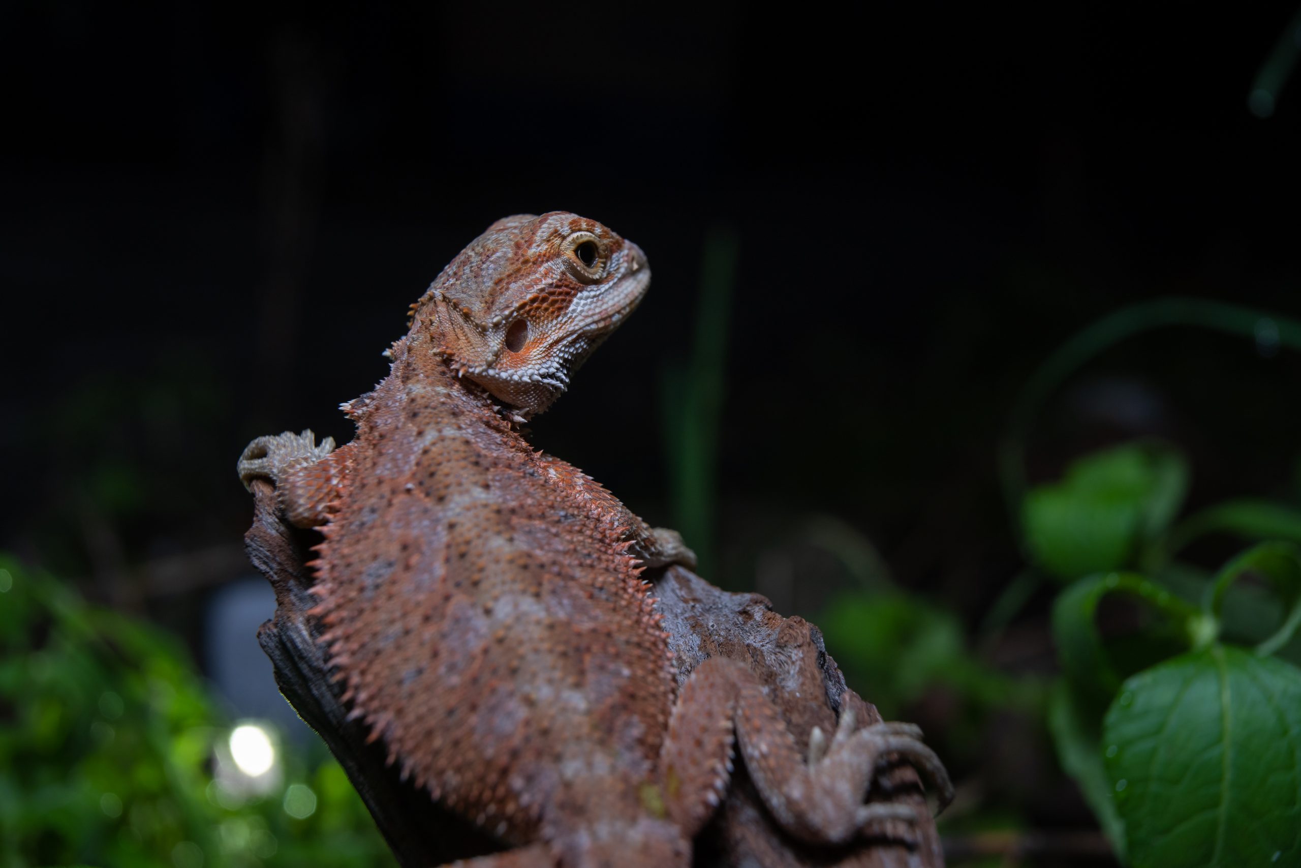 do-bearded-dragons-need-heat-at-night-do-this-reptile-craze