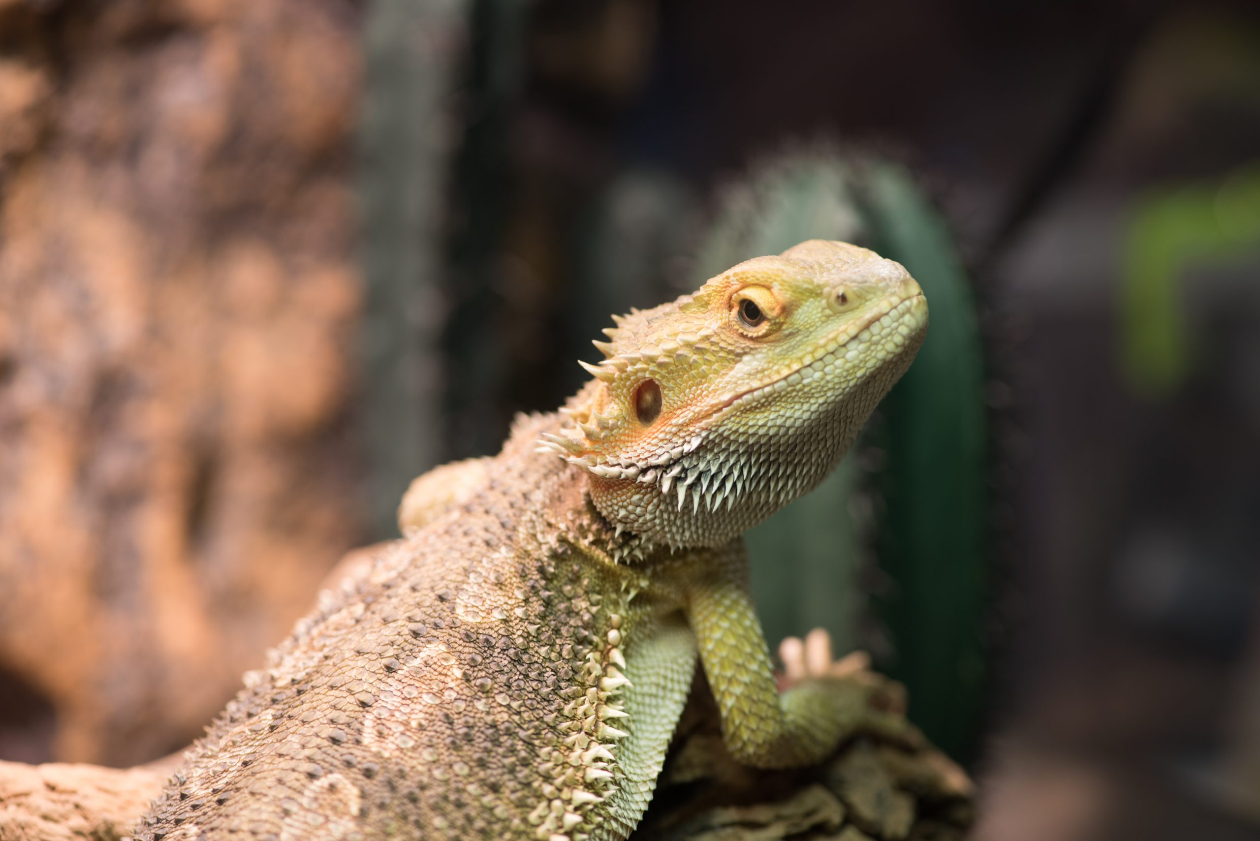 A closer look at Problems With Heat Lamps For Bearded Dragons