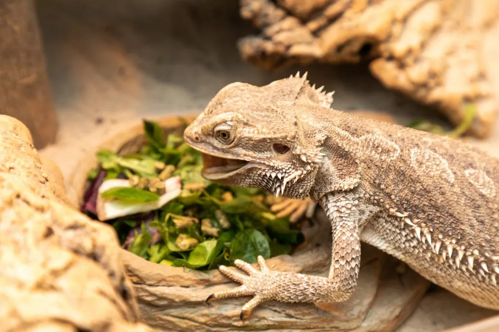 How Long Do You Have To Leave The Light On After A Bearded Dragon Eats