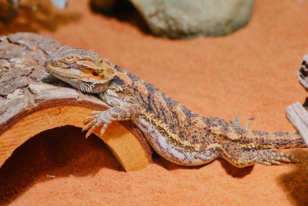 bearded dragon laying with front legs straight back