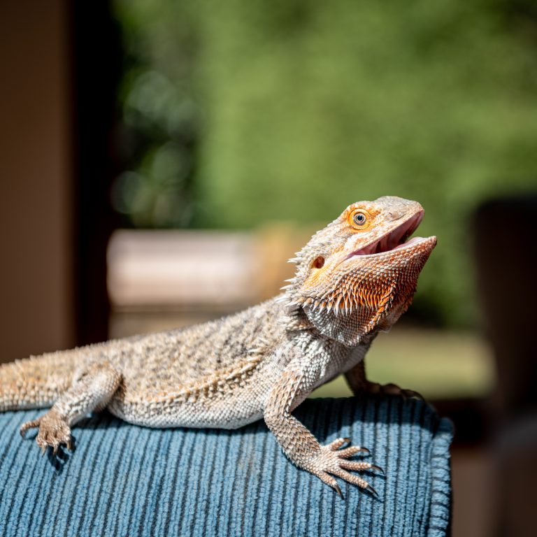 List 27+ Pictures why do bearded dragons hold their mouth open Full HD, 2k, 4k