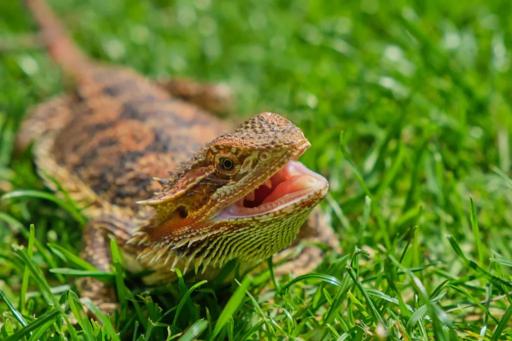 What do bearded dragons do when they are mad?