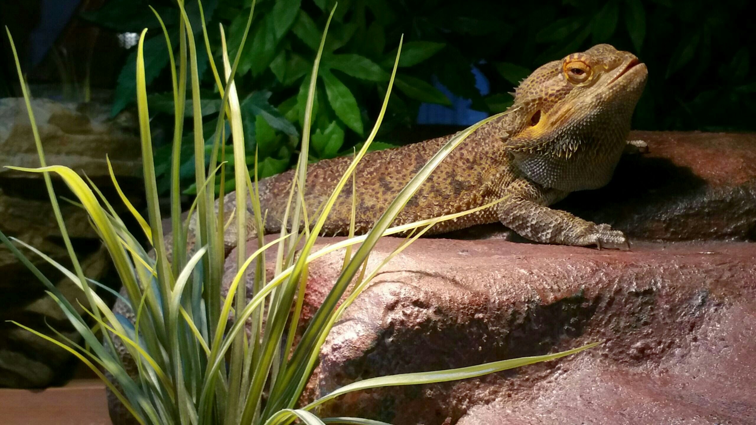 21 Edible Plants For Bearded Dragon Enclosures Reptile Craze