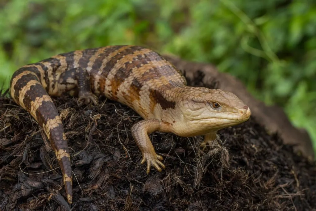 which substrate for blue tongue skinks