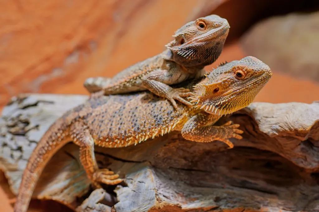 What makes a bearded dragon mad?