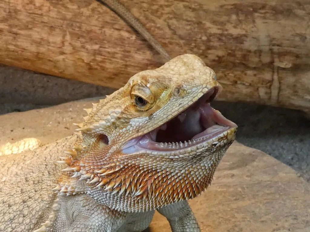 what do bearded dragons dislike?