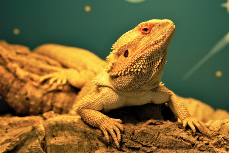 The 5 Best UVB Lights For Bearded Dragons - Reptile Craze