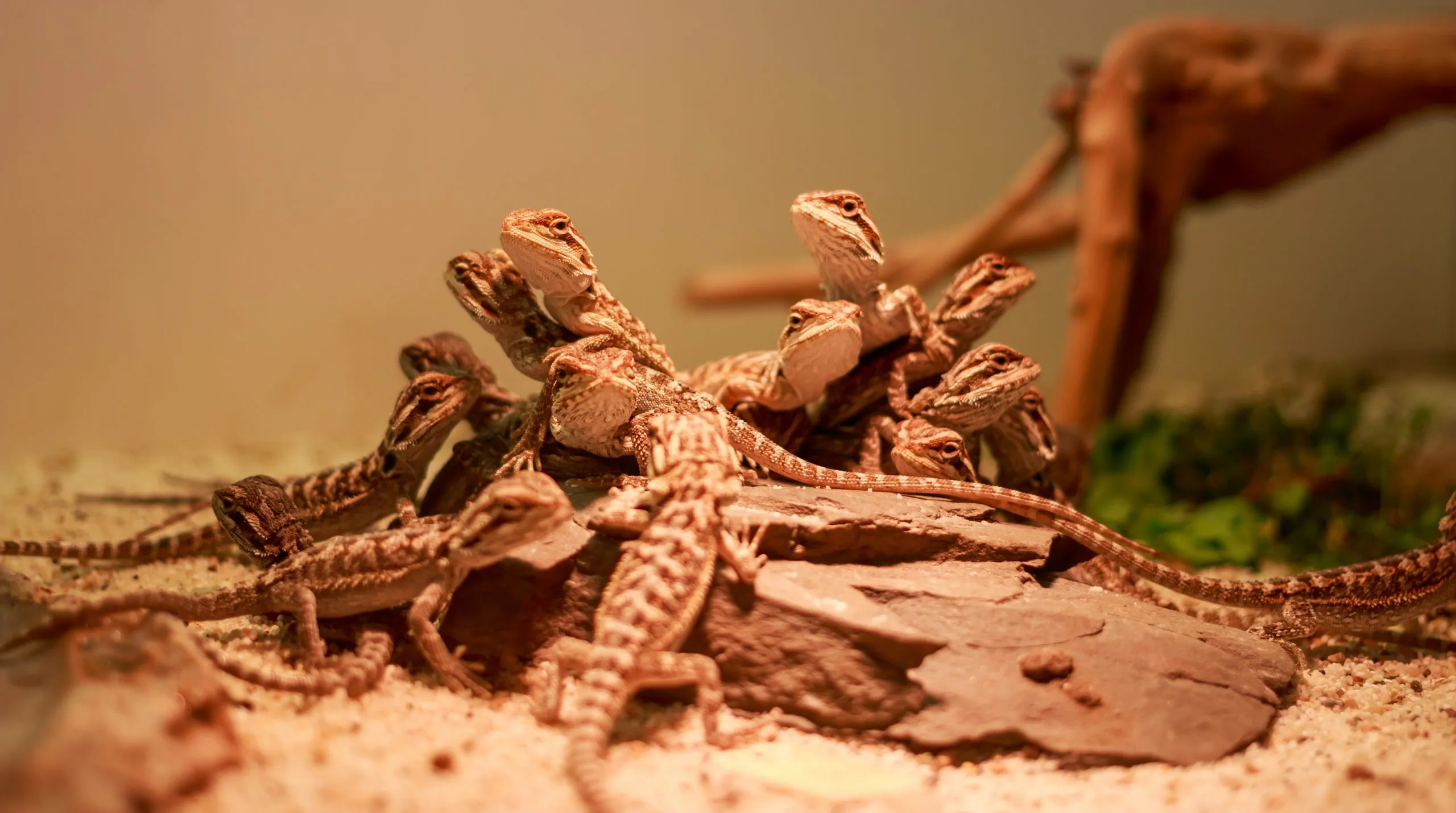 do baby bearded dragons need heat at night?