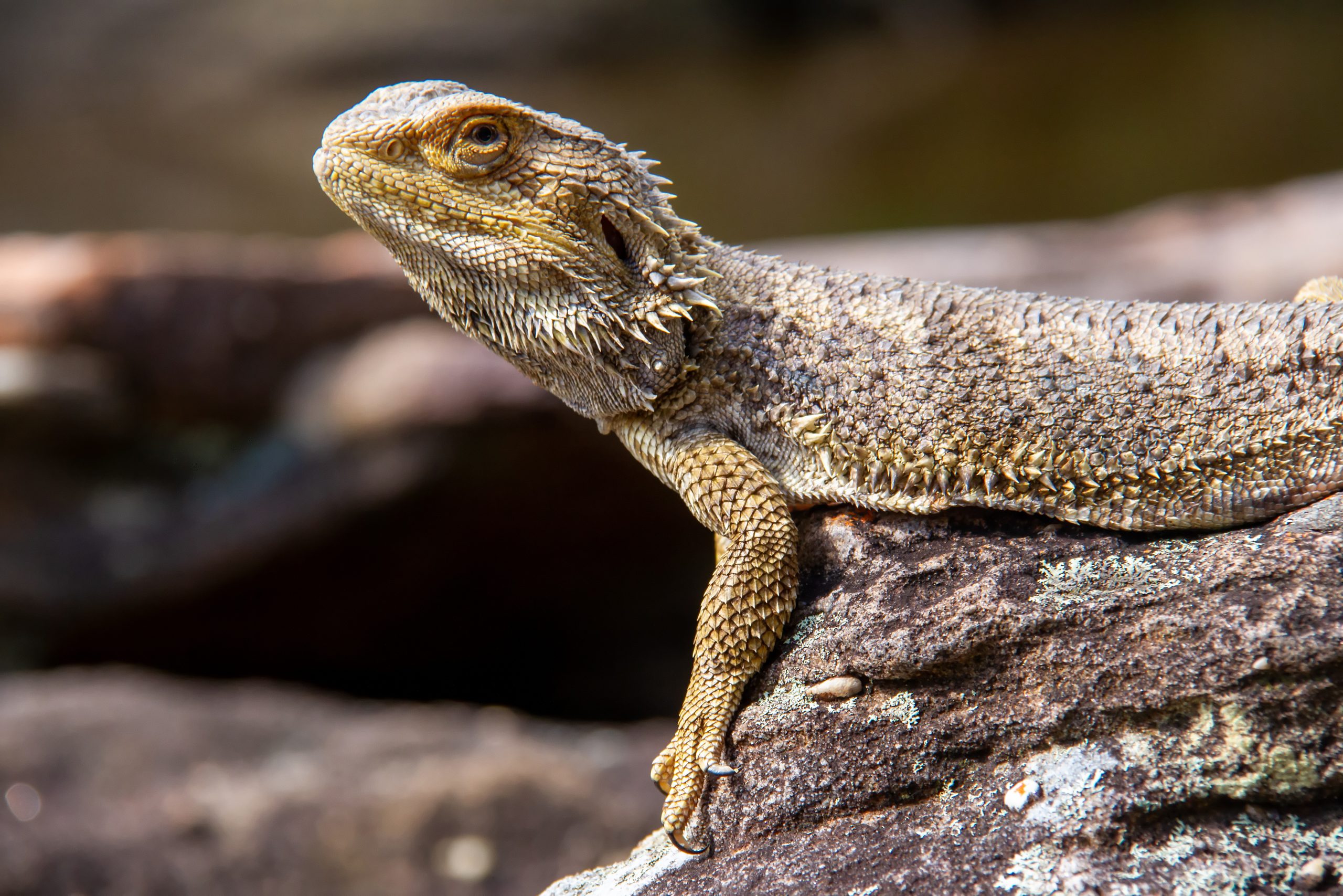 is-sand-bad-for-bearded-dragons-the-truth-reptile-craze