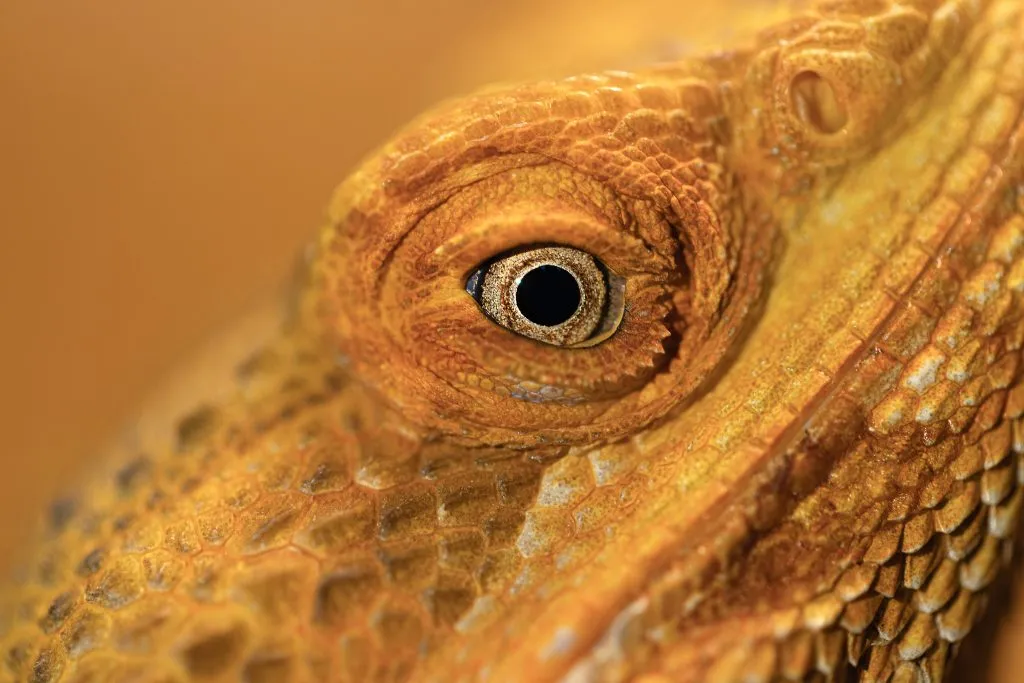 bearded dragon bulging one eye