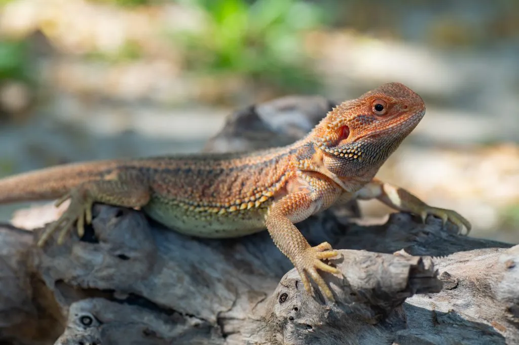 how often should I change the sand in my bearded dragon tank?