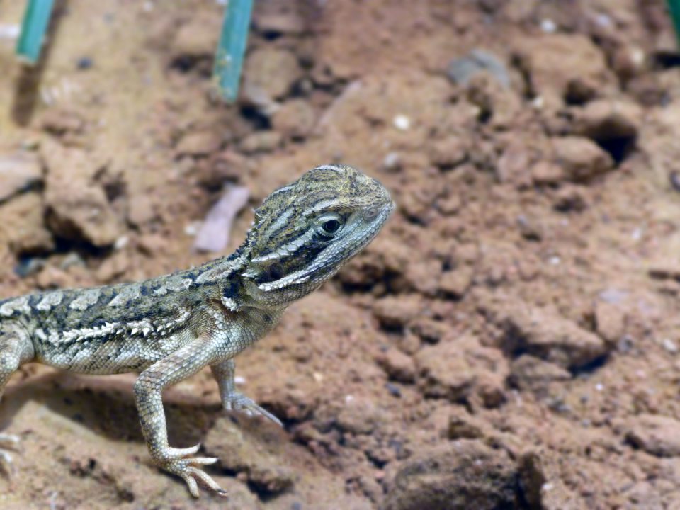 21 Edible Plants For Bearded Dragon Enclosures - Reptile Craze - Edible Bearded Dragon Substrate