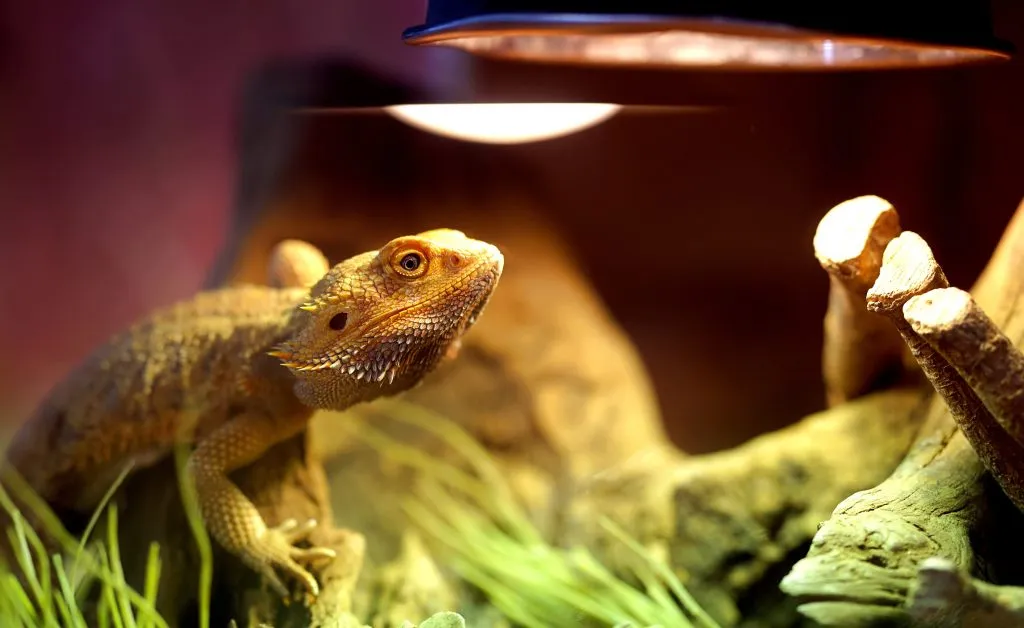 I left my bearded dragon's lights on all night