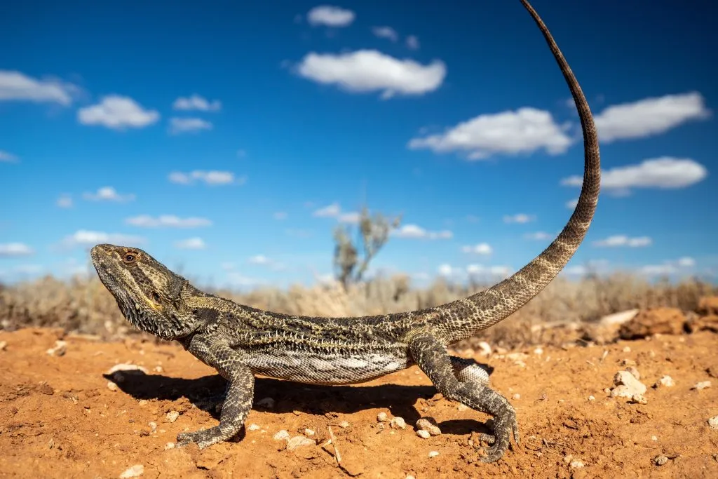 What happens if a bearded dragon eats sand?