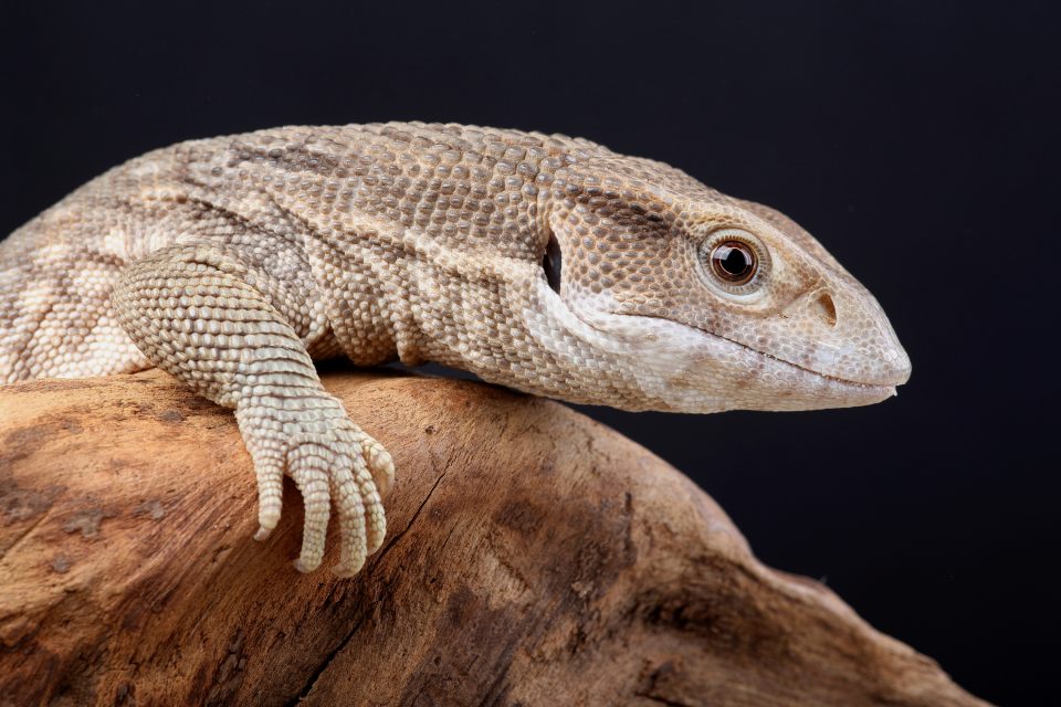 Savannah Monitor Care Guide: Housing, Diet, Facts - Reptile Craze