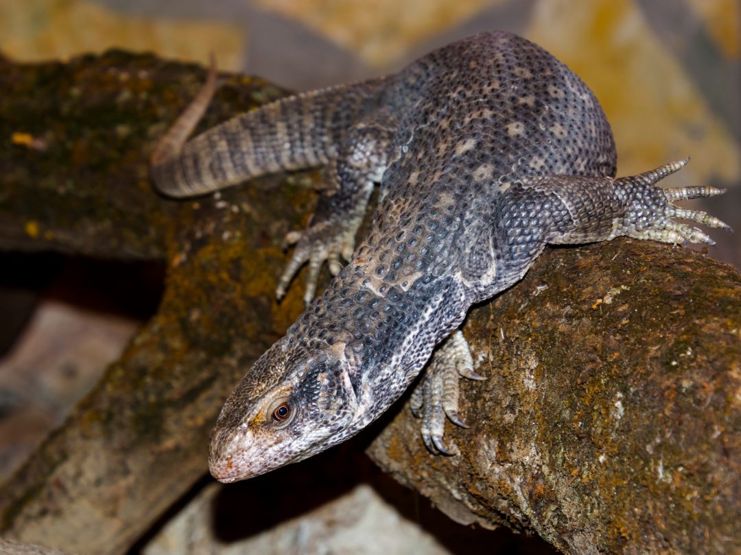 Savannah Monitor Shedding Guide: How To Prevent Problems - Reptile Craze