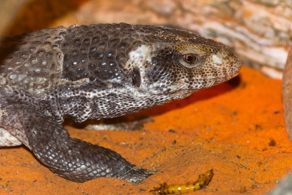 savannah monitor shedding behavior