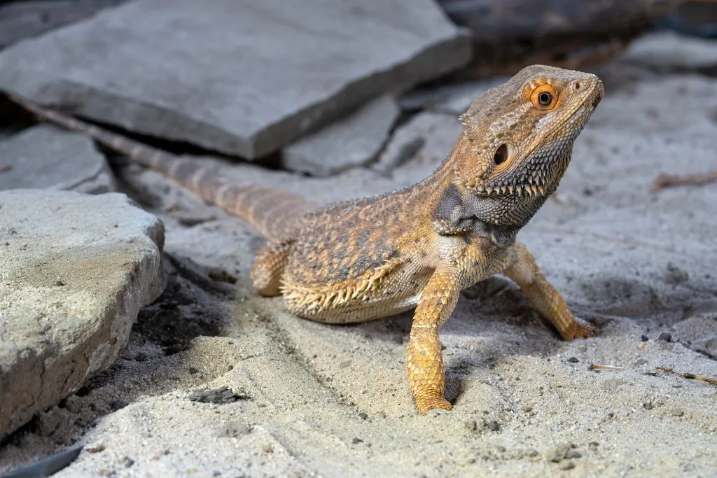 is calcium sand bad for bearded dragons?