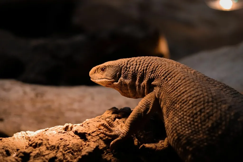 savannah monitor behavior