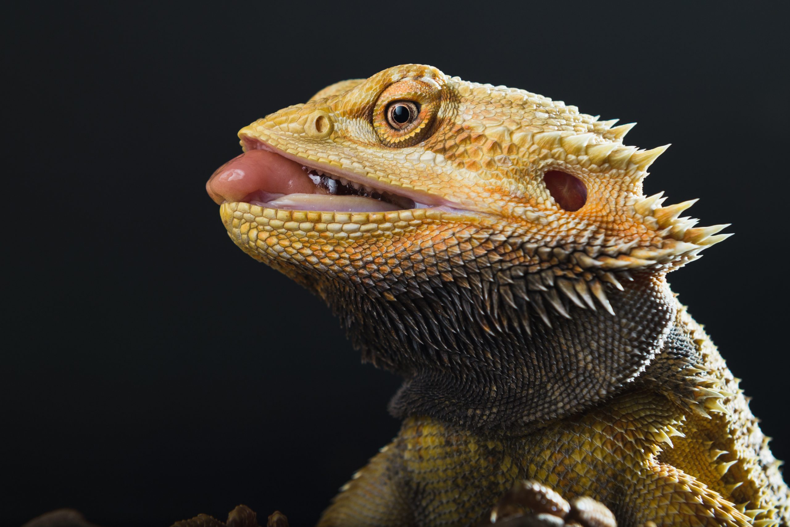 7 Reasons Why Bearded Dragons Keep Their Mouths Open Reptile Craze