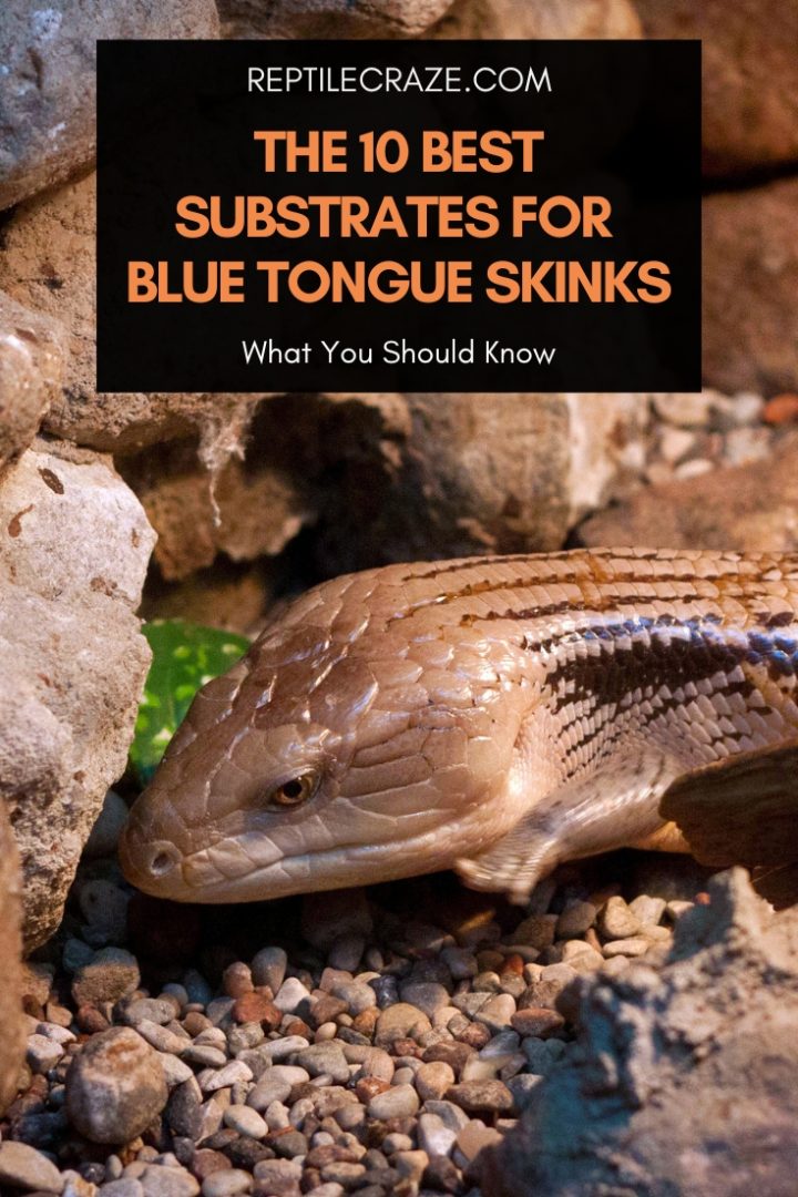 The 10 Best Substrates For Blue Tongue Skinks - Reptile Craze