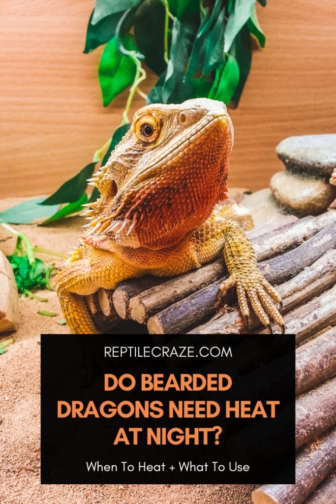 do bearded dragons need heat at night?