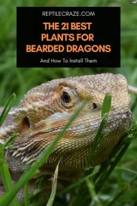 21 Edible Plants For Bearded Dragon Enclosures - Reptile Craze