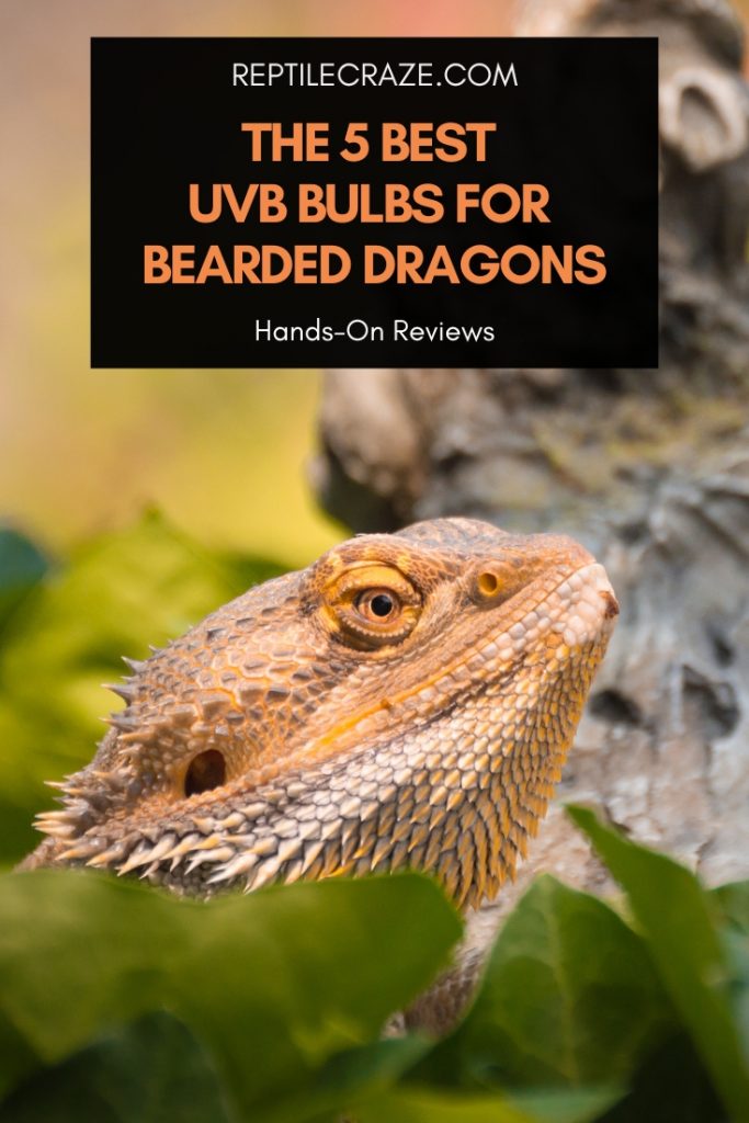 skrivestil At placere sukker The 5 Best UVB Lights For Bearded Dragons – Reptile Craze