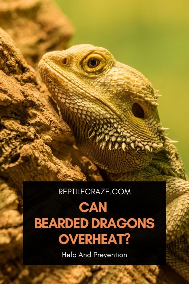 12 Reasons Why Your Bearded Dragon Has A Black Beard - Reptile Craze