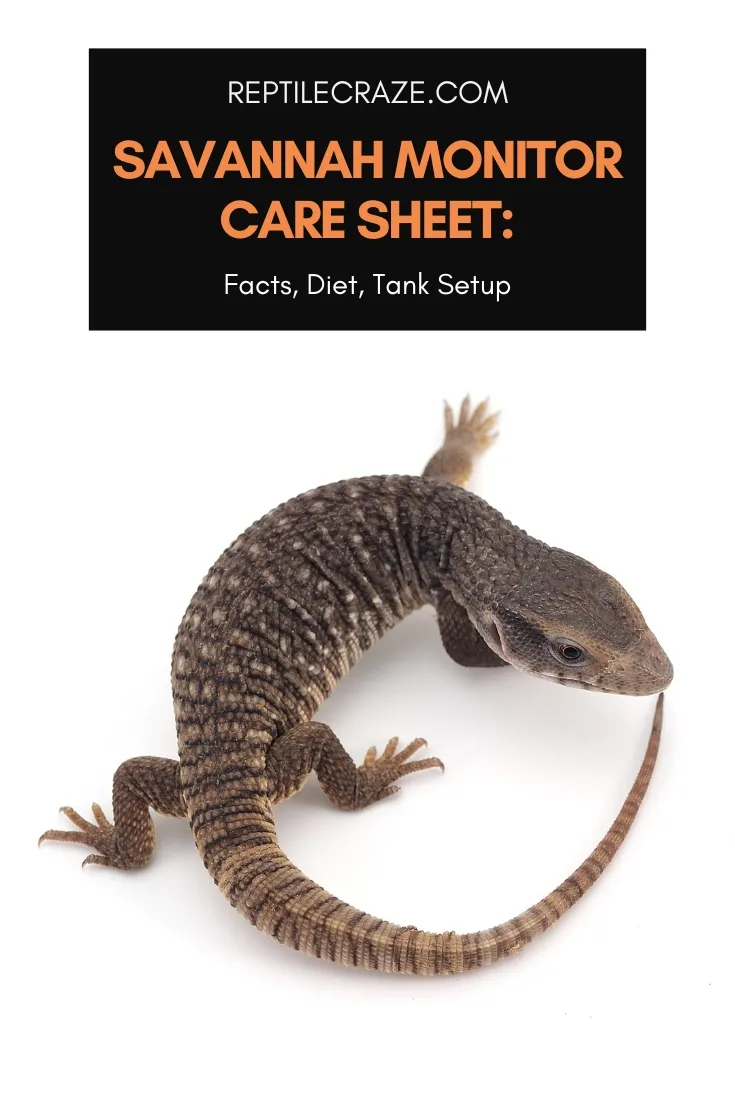 savannah monitor care sheet