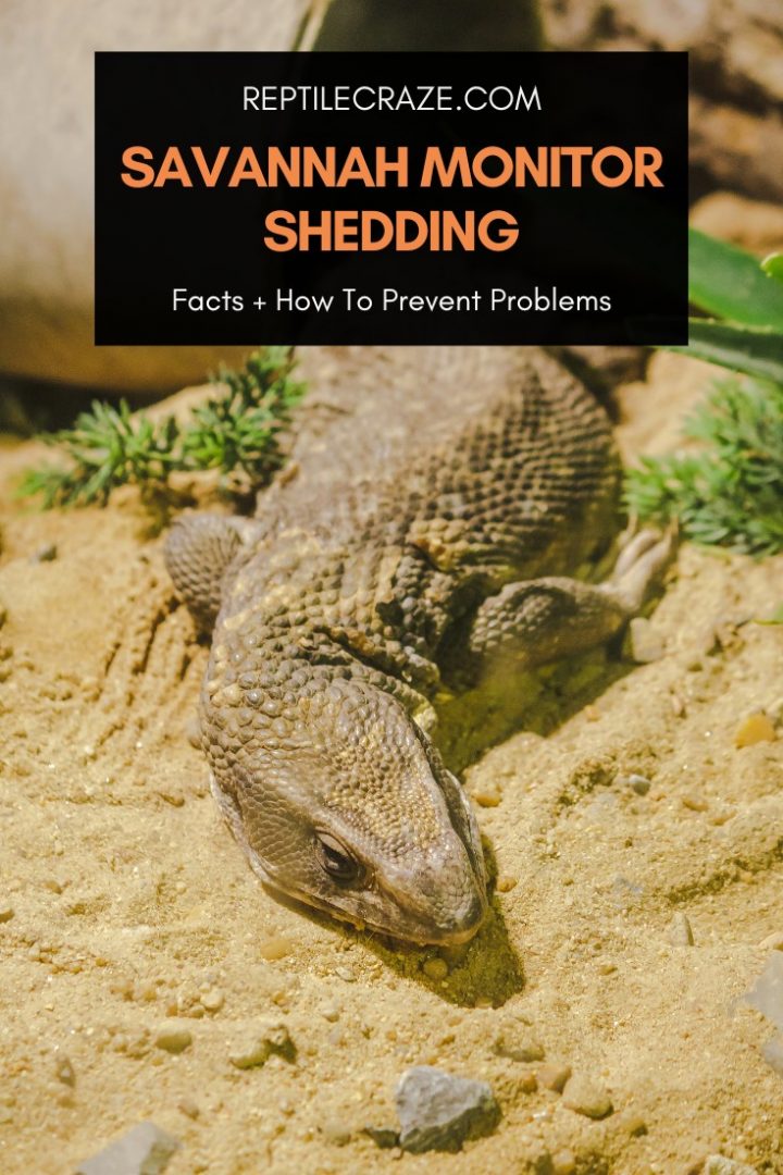 View of What to Expect During the Scale Shedding Process in Reptiles