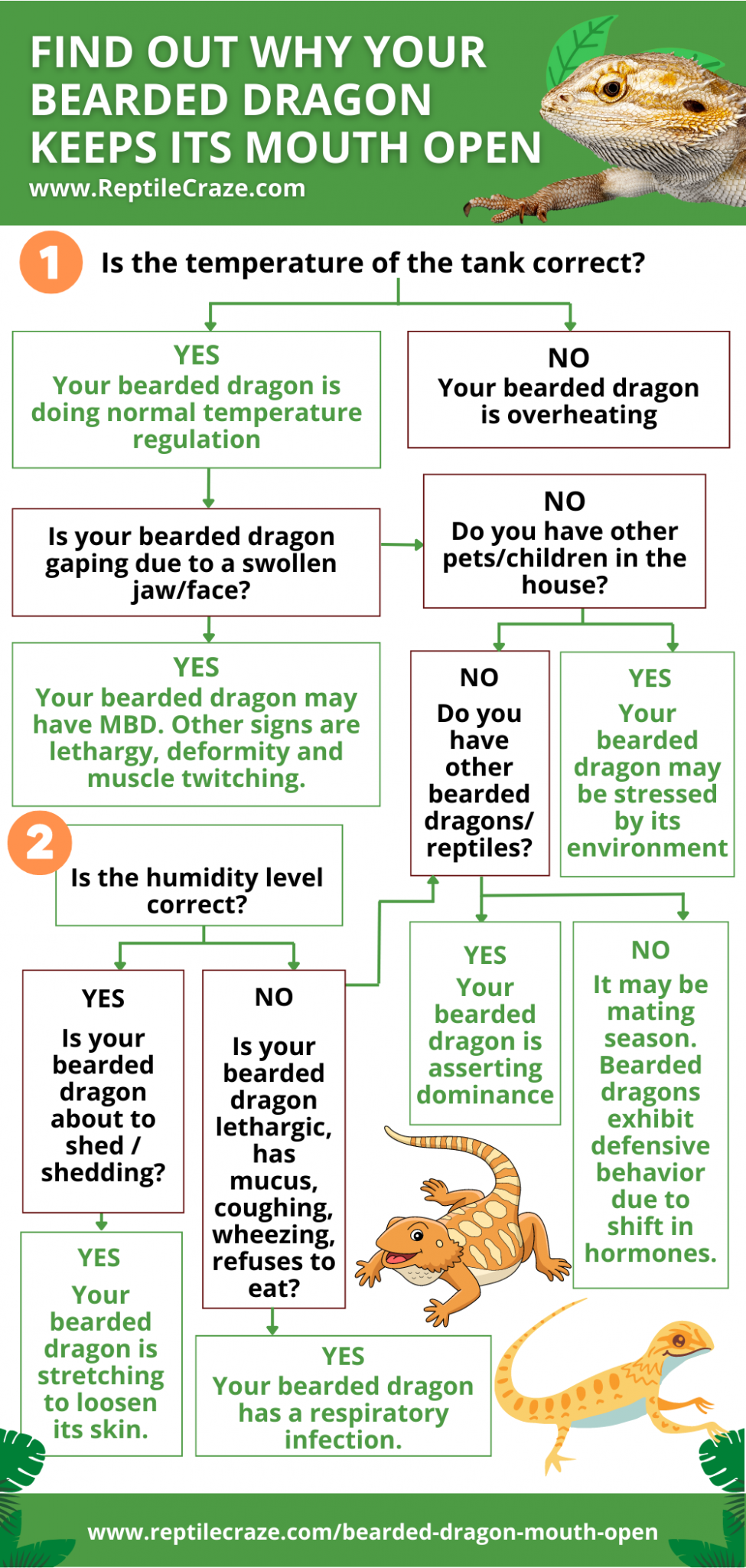 Curated visual reference: 7 Reasons Why Bearded Dragons Keep Their Mouths Open Photo Inspiration