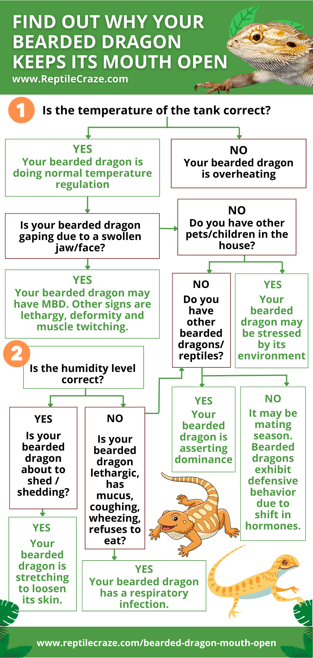 When a bearded dragon reaches its thermal maximum, it will often sit with  its mouth open. This behavior, called gaping, shows that the lizard is at  its optimal temperature for basking. This