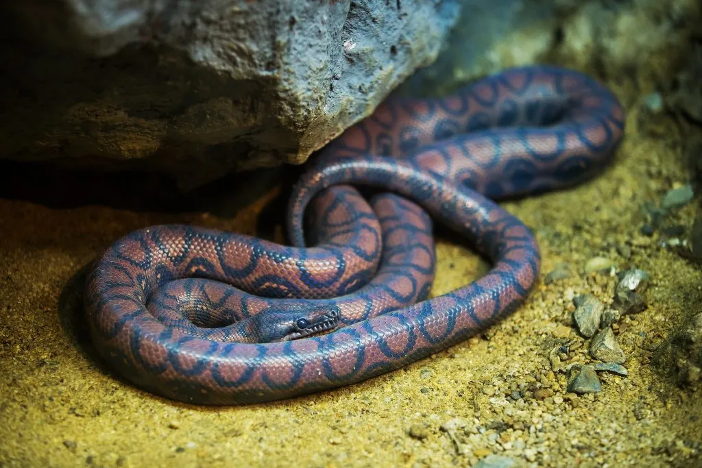 do rainbow boa bites hurt?