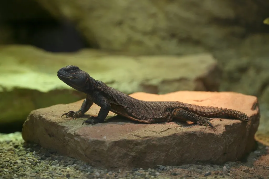 Do uromastyx sleep during the day?