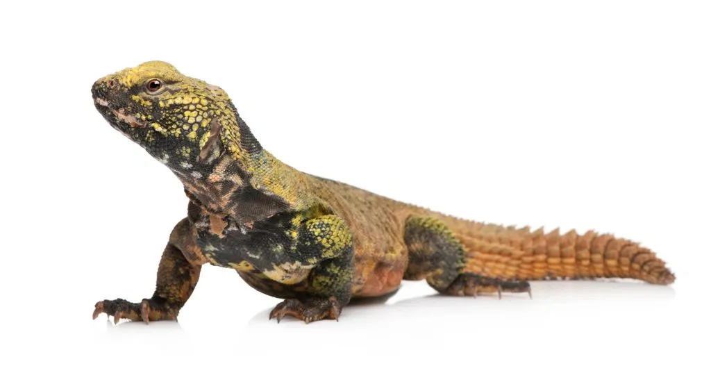 uromastyx tail rot treatment